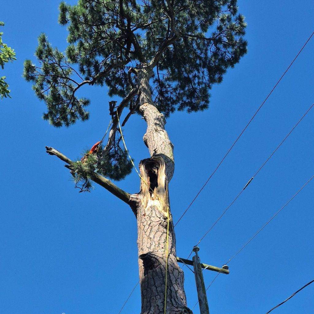 josue tree cervice