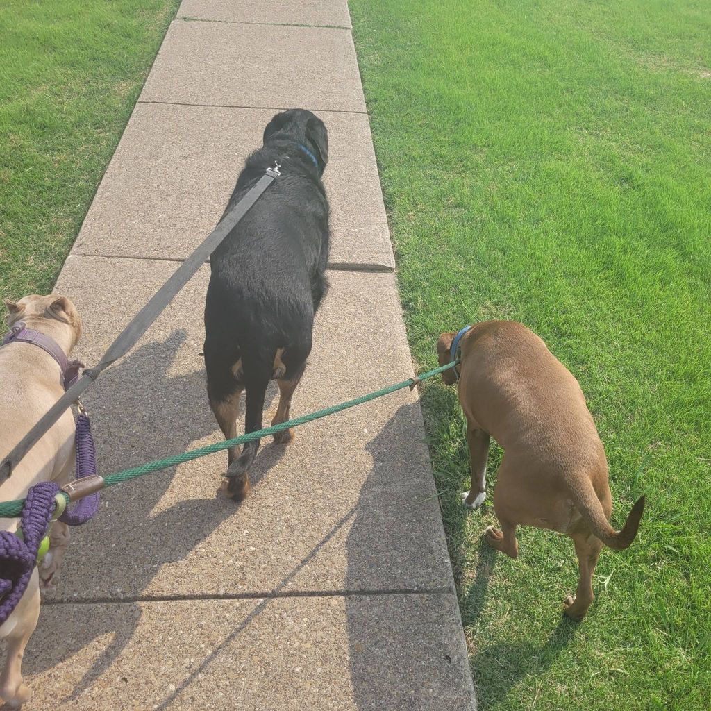 Destiny Dog Walking