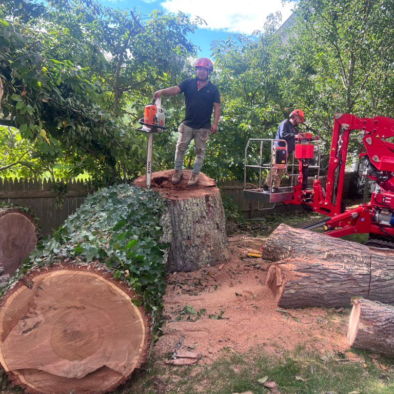 López Brothers tree services &construction