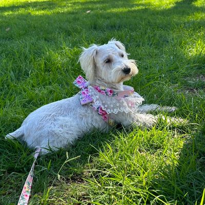 Avatar for Pupirris Nice Dog Grooming