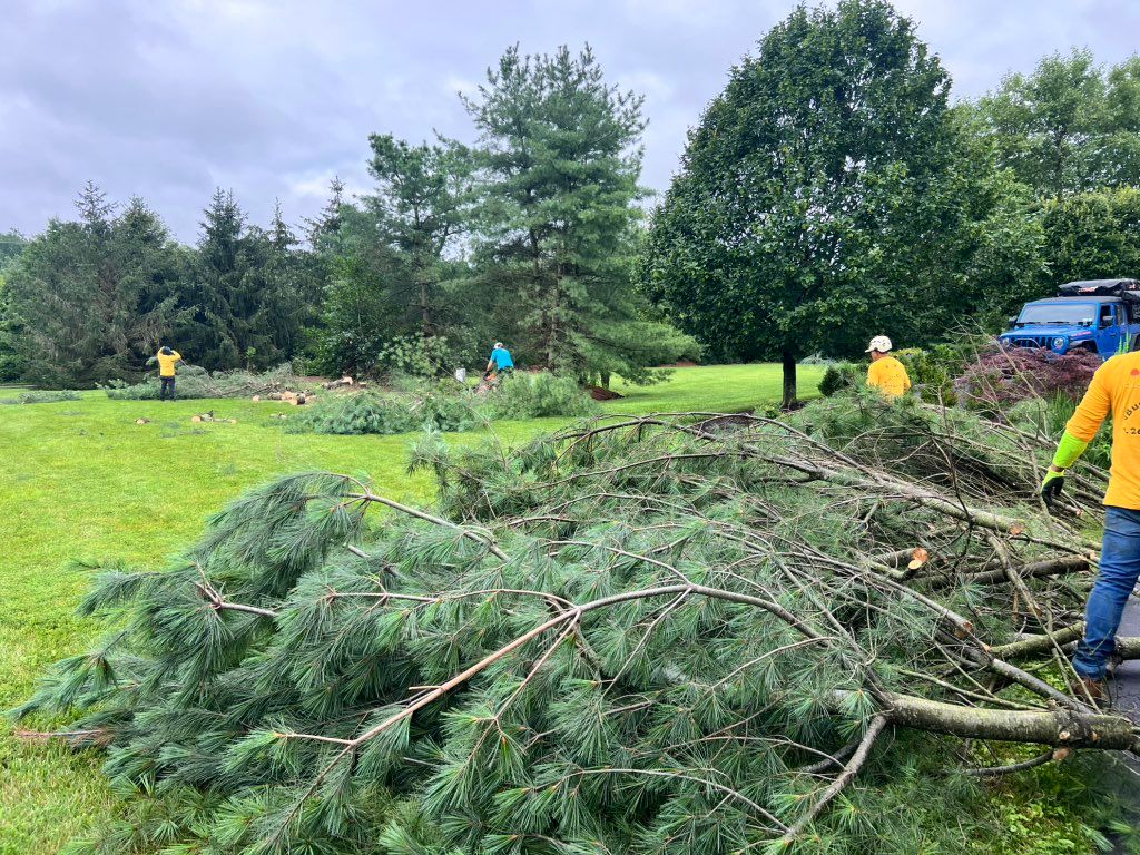 10 pine trees removed 