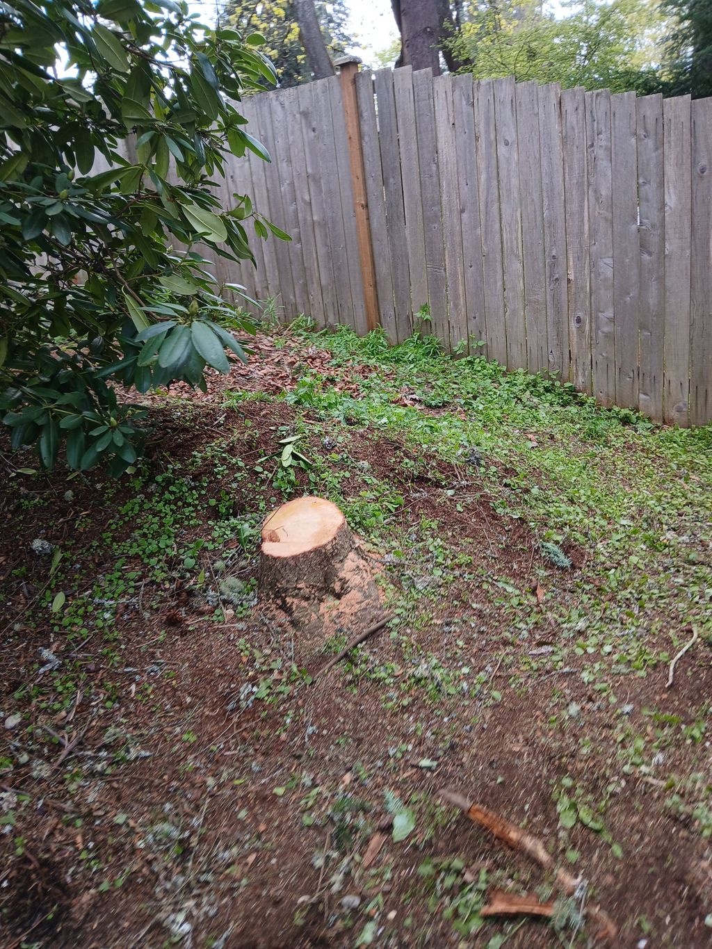 cut trees. and doing cleaning up back yards. 