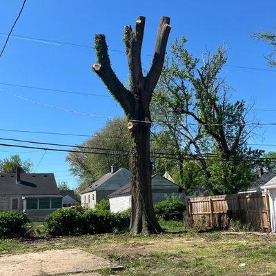 Avatar for JL tree service