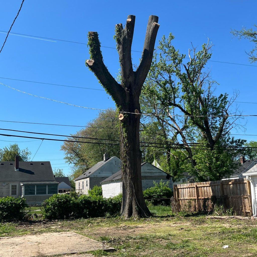JL tree service