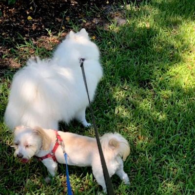 Avatar for Willie Walks N Sits