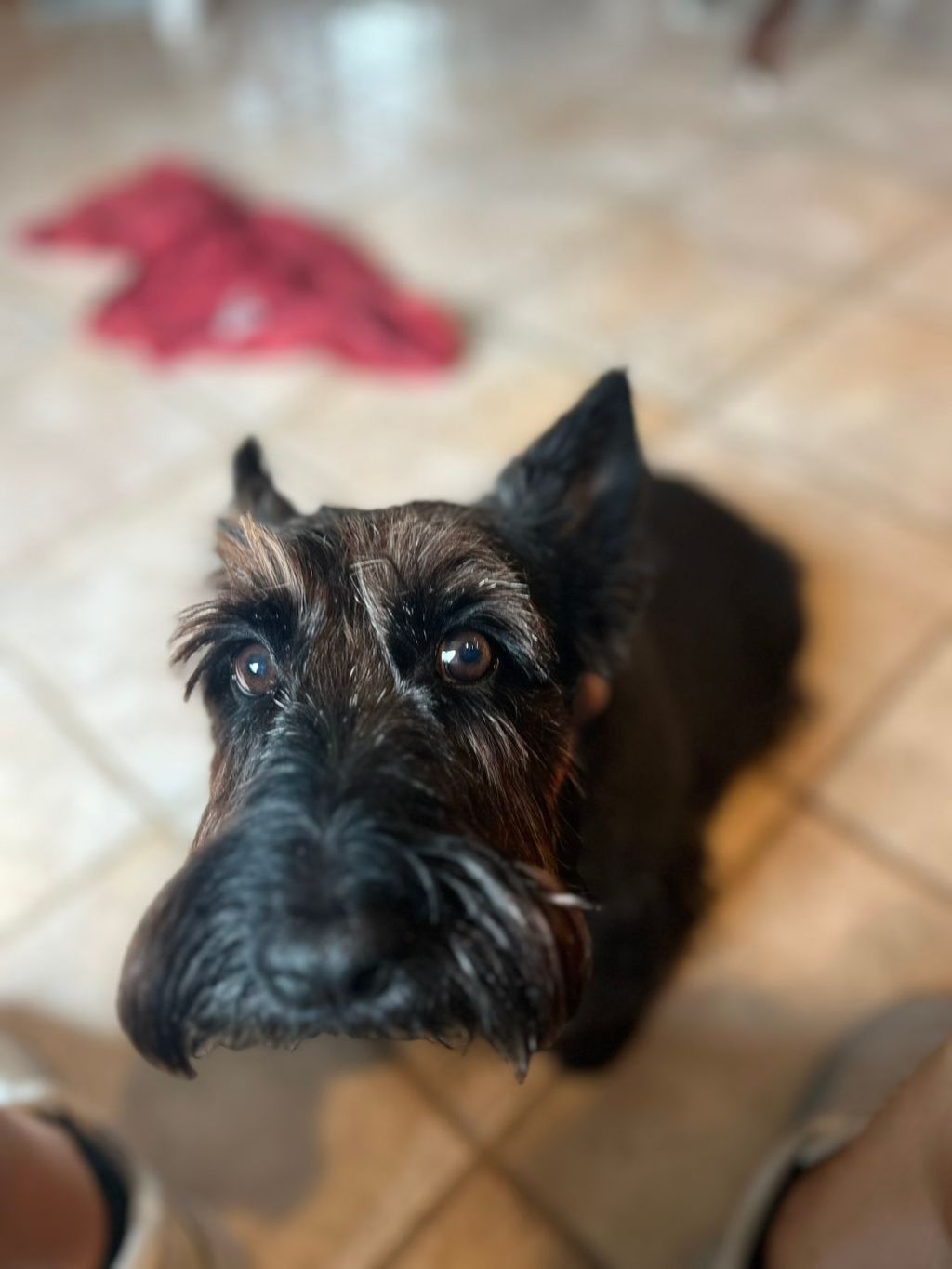 Stella is a sweet gal who loves pets 