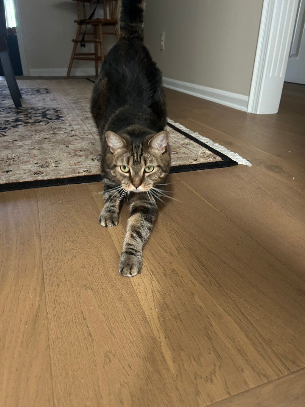 Chloe stretching and waiting for pets 