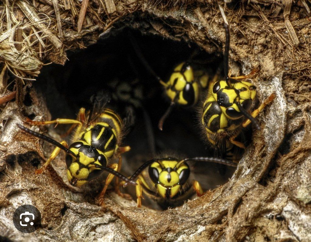 Yellow jackets build their nest underneath the gro
