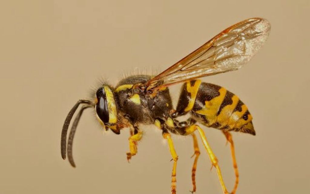Wasps and yellow jackets are very similar. Wasp bu