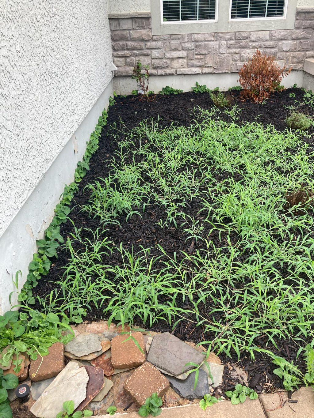 Weeding clean up   Before 