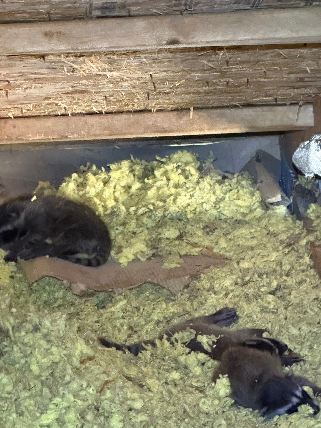 Sleepy baby raccoons hanging out above a bedroom.