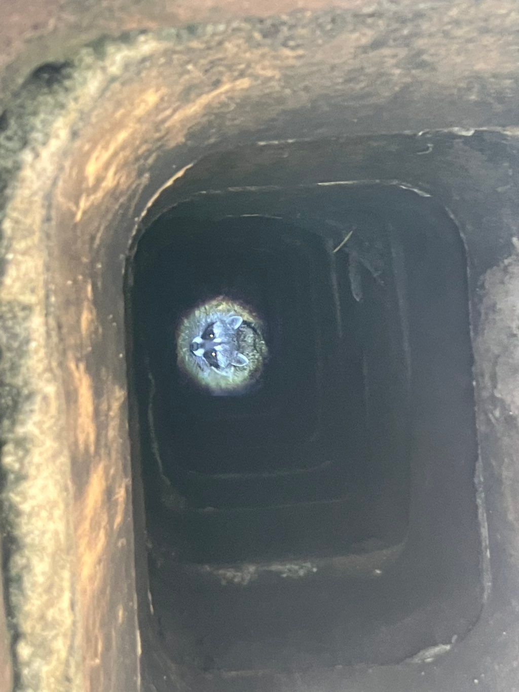Mama raccoon in a chimney with her children.