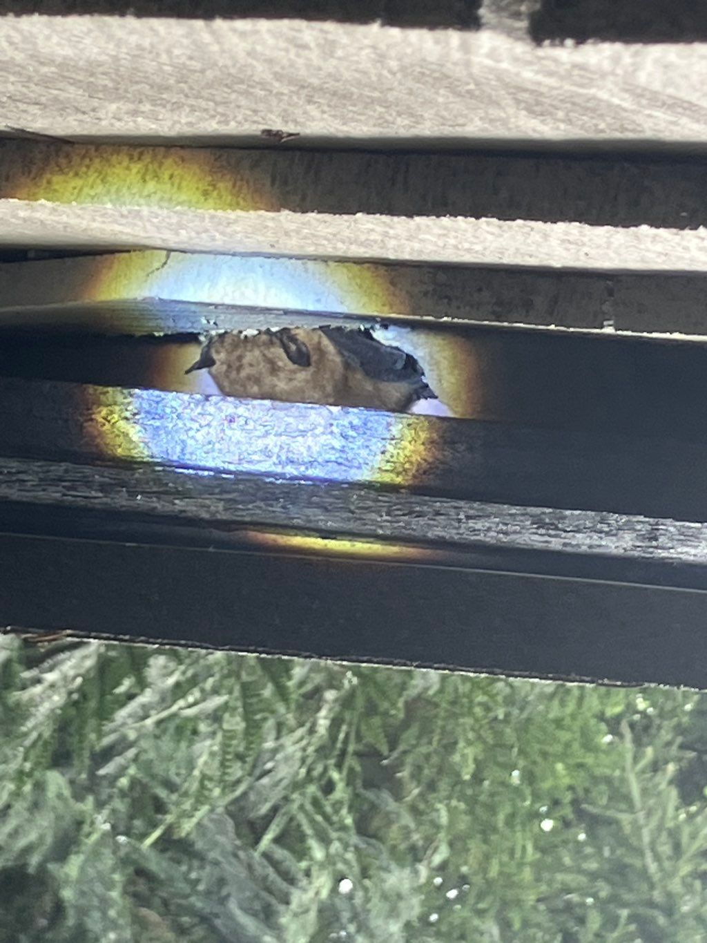 A bat hiding out beneath a gutter.