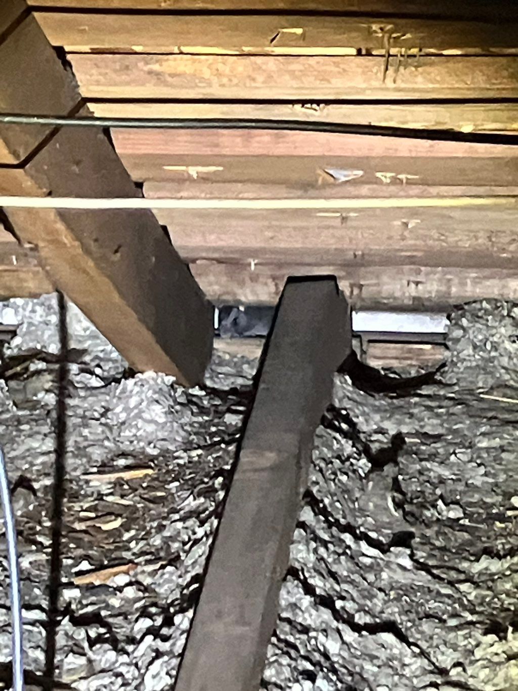 Mouse in an attic.