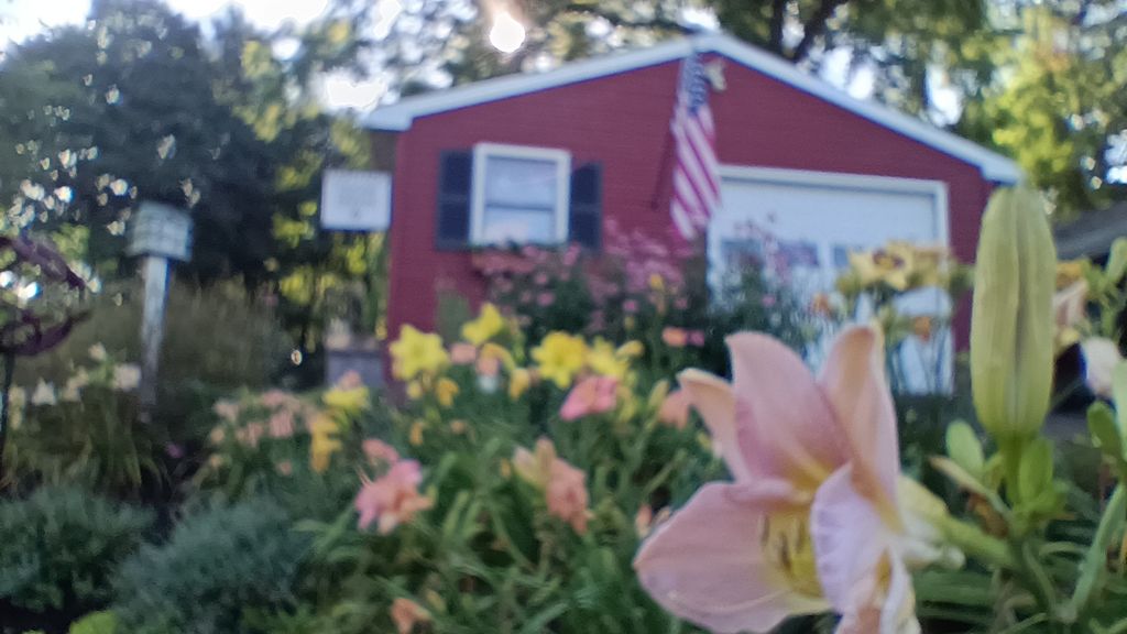 Full bloom lilies in early July