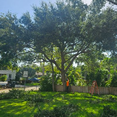 Avatar for Glasford tree trimming