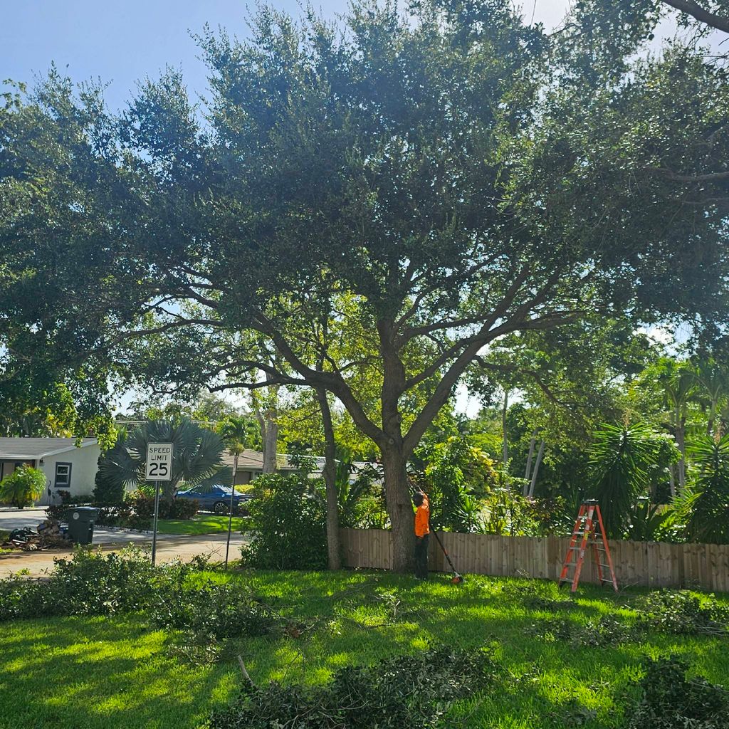 Glasford tree trimming