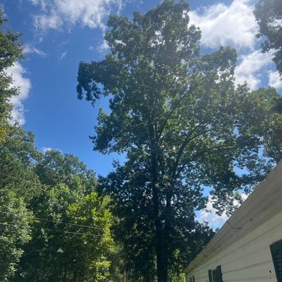 Avatar for Tree Caregivers