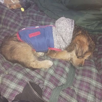 Avatar for Rick's pet services