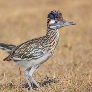 Avatar for Road Runner Mobile Notary Services