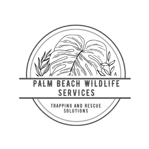 Palm Beach Wildlife Services