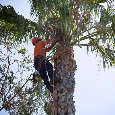 Avatar for Bob Loft the Tree Trimmer