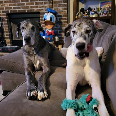 Avatar for Great Dane Home Improvements LLC