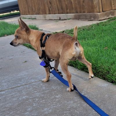 Avatar for Tall City Tails Dog Walking & Animal Care