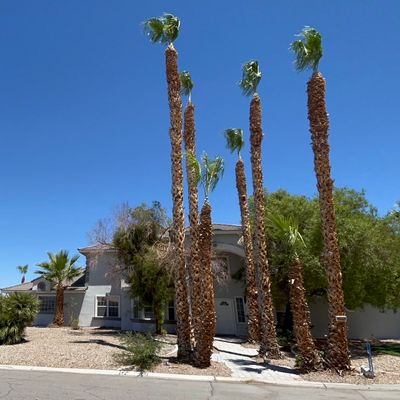 Avatar for SPR Landscape Las Vegas