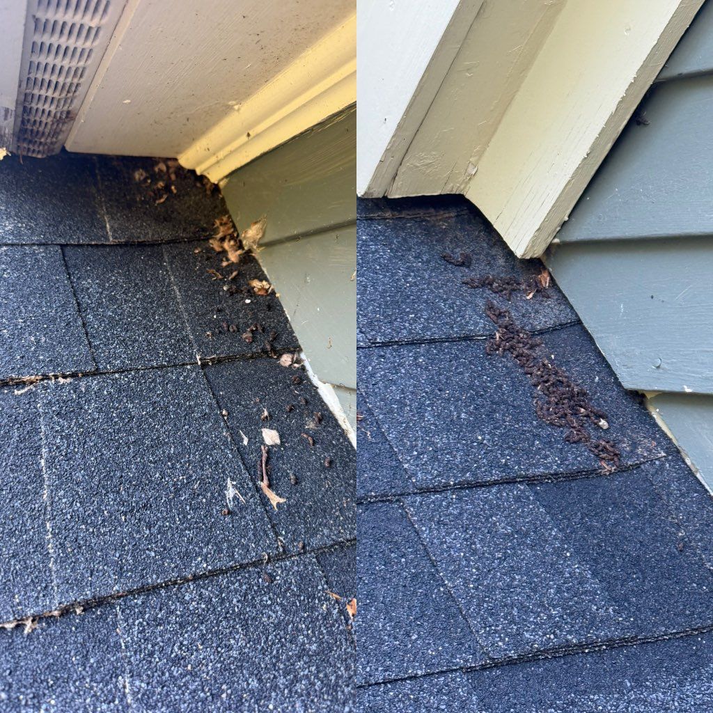 Bat guano and entry points 