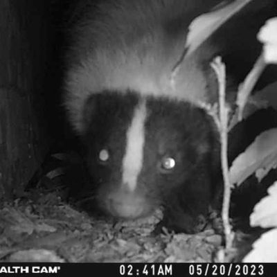 Avatar for Violette wildlife control