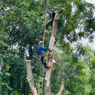 Avatar for The climber tree services