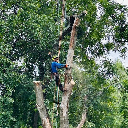The climber tree services