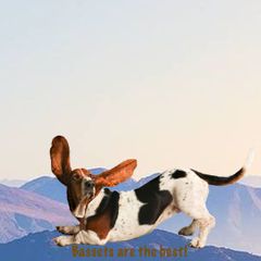 pro avatar