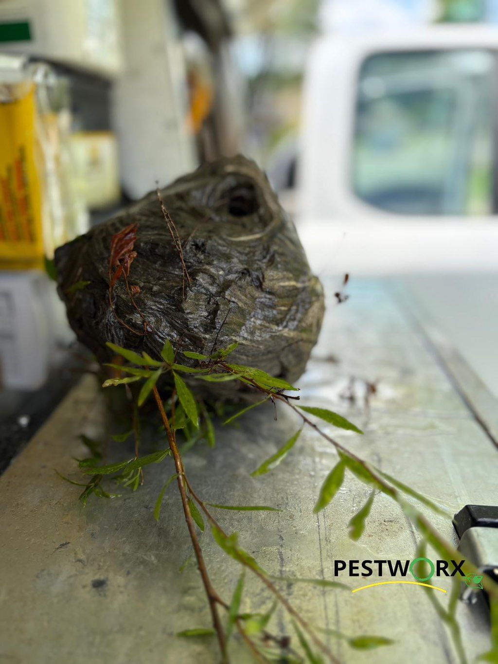 Bald faced hornets nest 