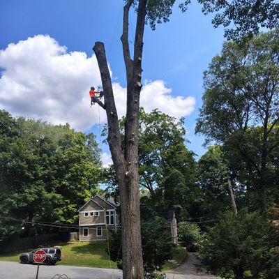 Avatar for López landscaping and tree services And mansory