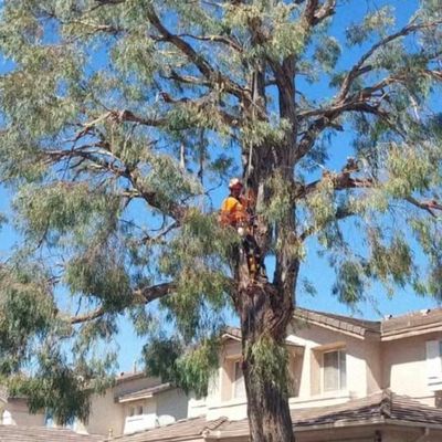 Avatar for Jaime’s tree service