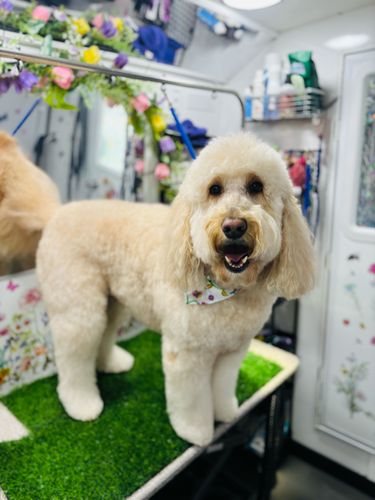 Barkbus Mobile Dog Grooming