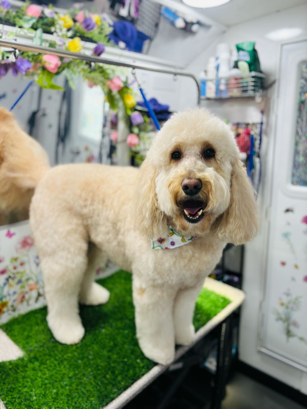 Barkbus Mobile Dog Grooming