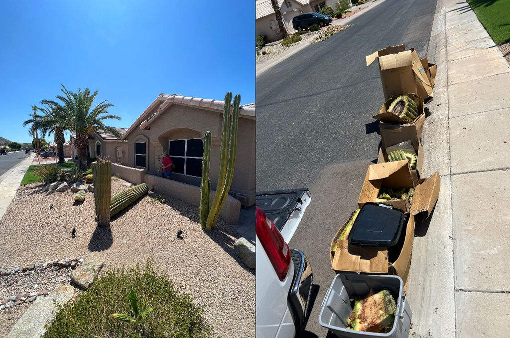 Fallen cactus disposal!