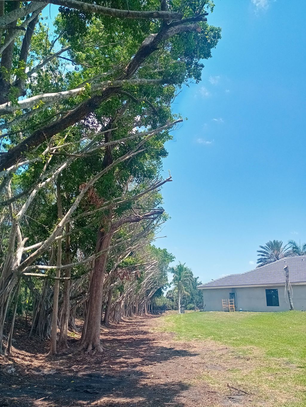 tree line clearance