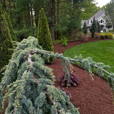 Avatar for Fernando lanscaping