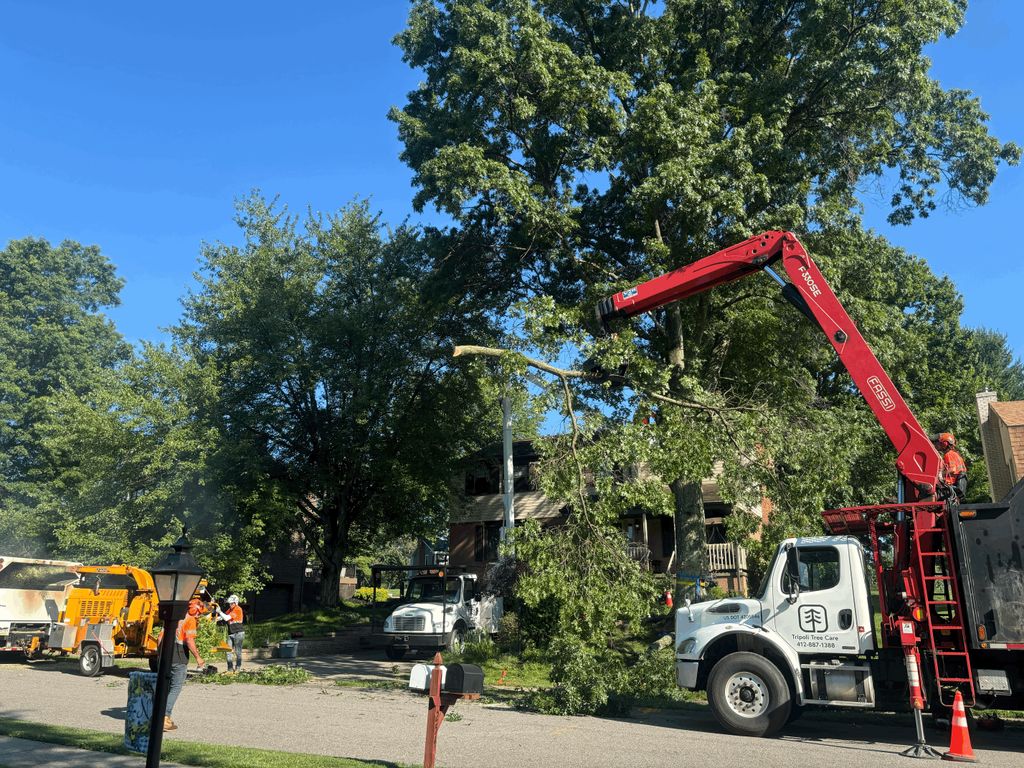 Large tree removal experts 