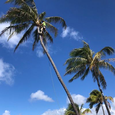 Avatar for Treefecta Hawaii