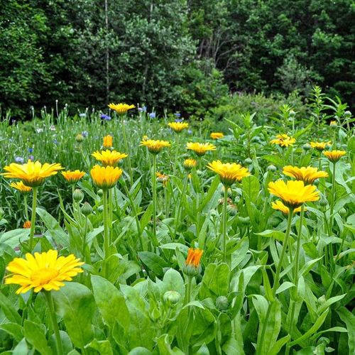 Mountain Herbs and Spices Farm Profile Picture