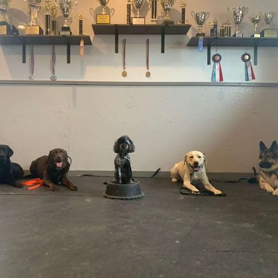 Avatar for Paw and Order K9 Academy