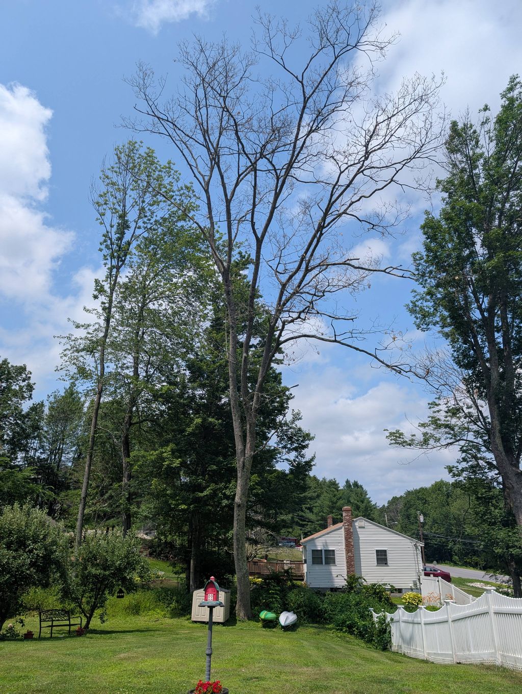 big dead oak removal before