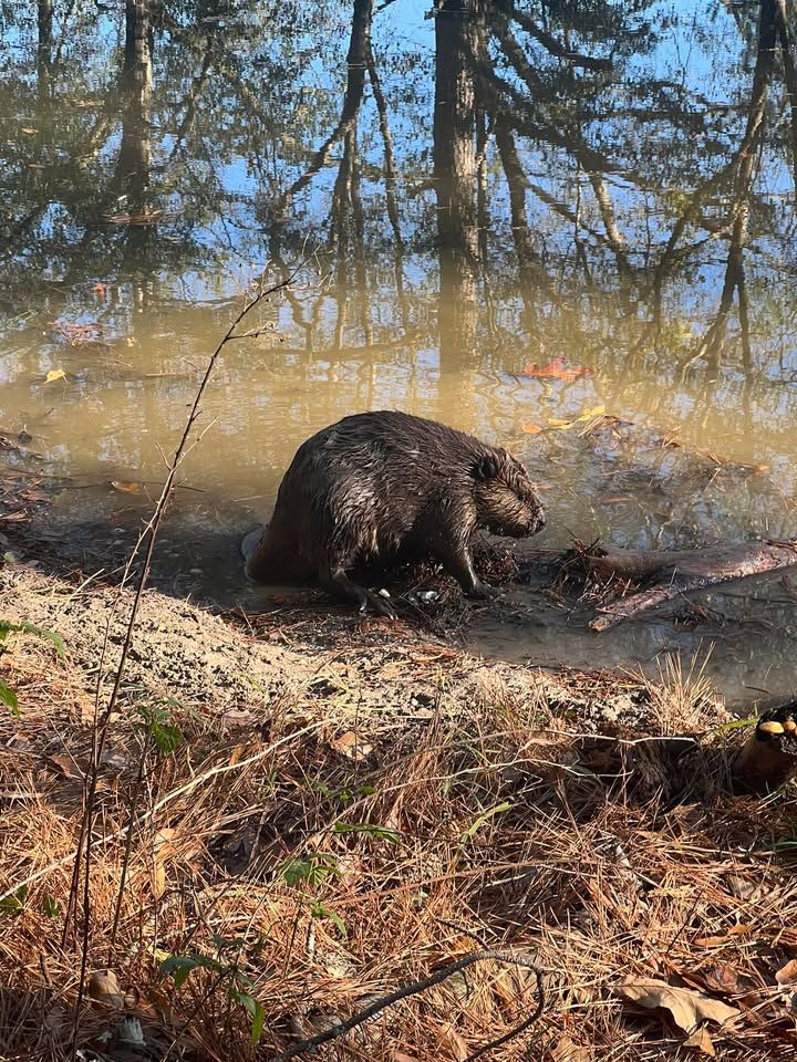 beaver caught