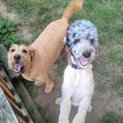 Avatar for KASSIES DOG PARK AND BOARDING