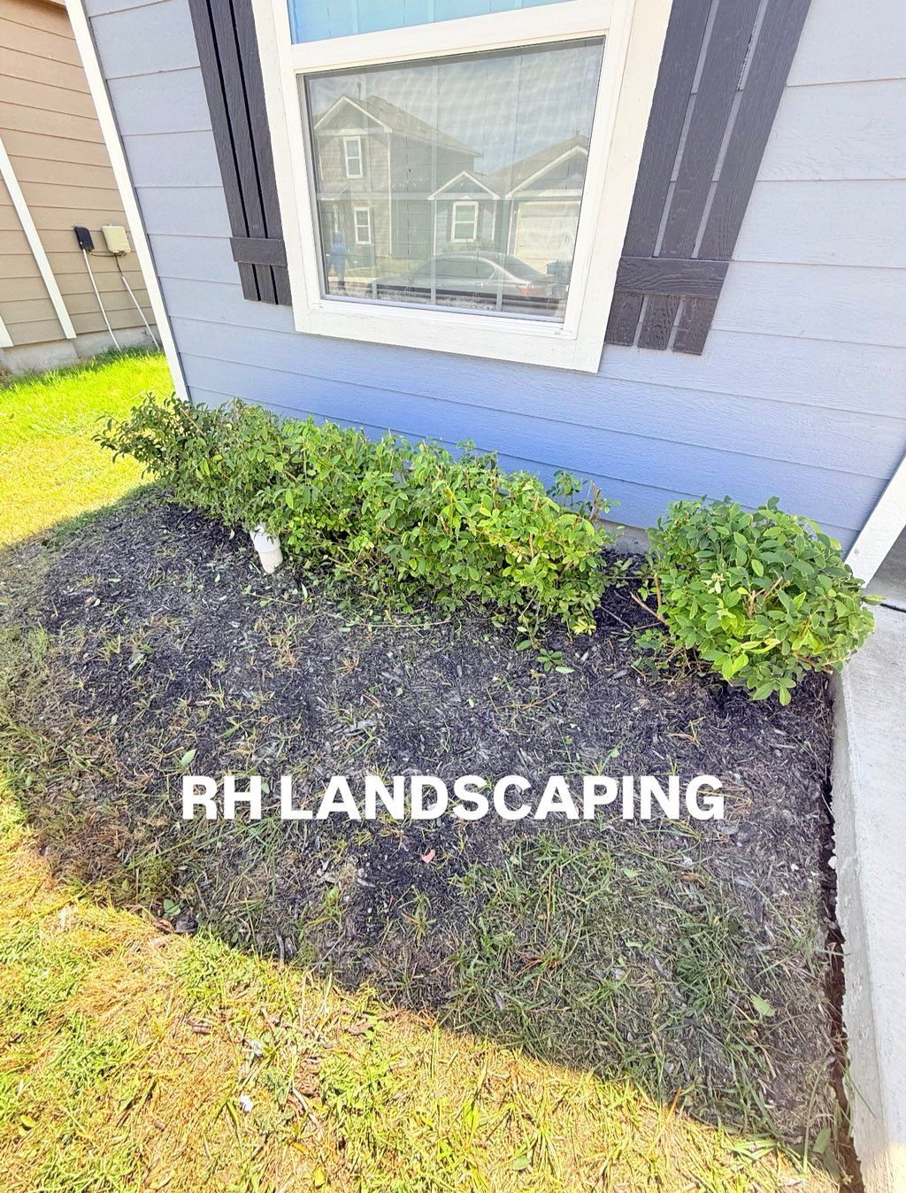 After bush trimming